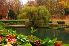 Teichpflanzen einwintern