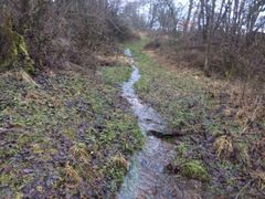 Startschuss f&uuml;r die Hasel?