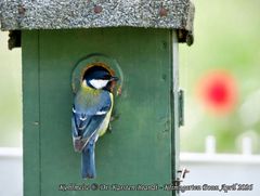 Kohlmeisen-Nachwuchs im Klimagarten