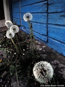 Beginn der L&ouml;wenzahnbl&uuml;te in Deutschland